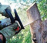 Trusted Lyncourt, NY Tree Care Experts
