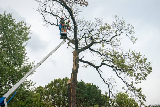Best Tree Mulching  in Lyncourt, NY