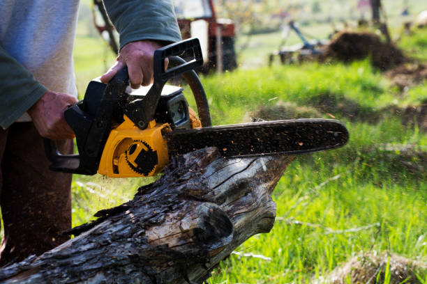 Lyncourt, NY Tree Care Pros